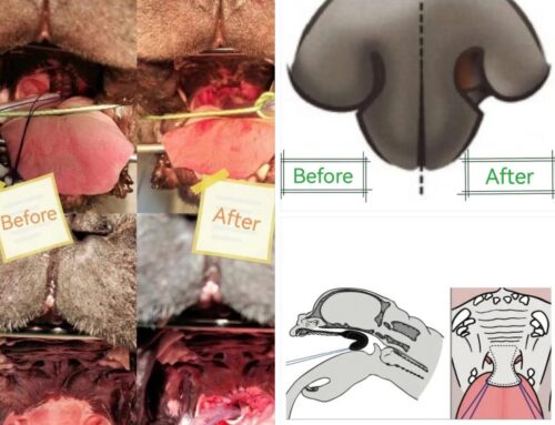 Folded palatoplasty
